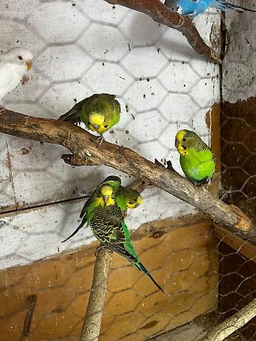 bulbul satisi: Tutuquşular satılır, əlaqə ancaq votsapla — 3