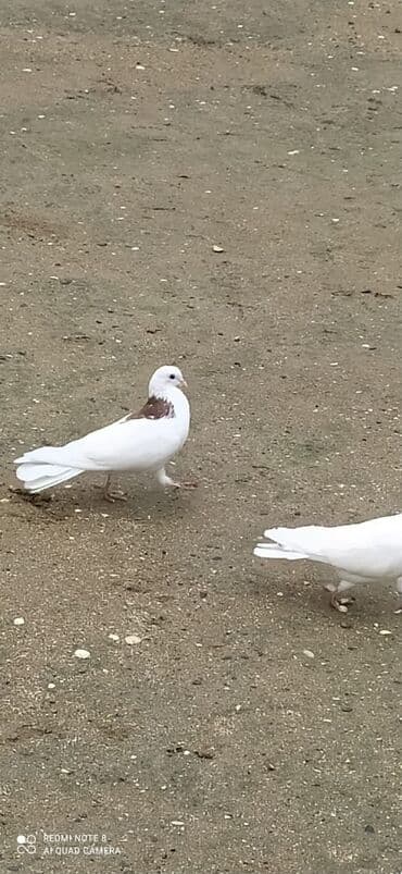 енот в баку купить: Quşdar kom 45 manat tək tək 15 manat quşdar tam sağlam dılar — 3