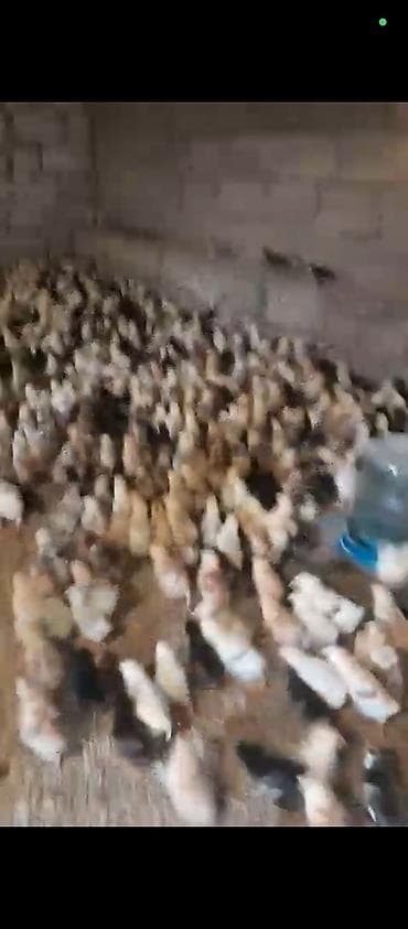 afcarka itlerin satisi: Kend cuceleri 12 gunluk 1.50 azn unvan mastaga — 4