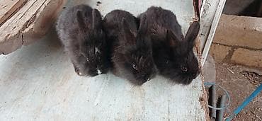 cuce satilir: Dovşan balaları satılır 5 manatdan başlayır qiymətləri. ölçüsünə və — 3