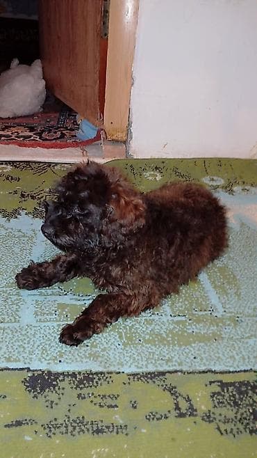 Gəmiricilər: Maltipu (qıvrım, qalın tüklü) - Rəng: tünd qəhvəyi/qara qarışıq — 2