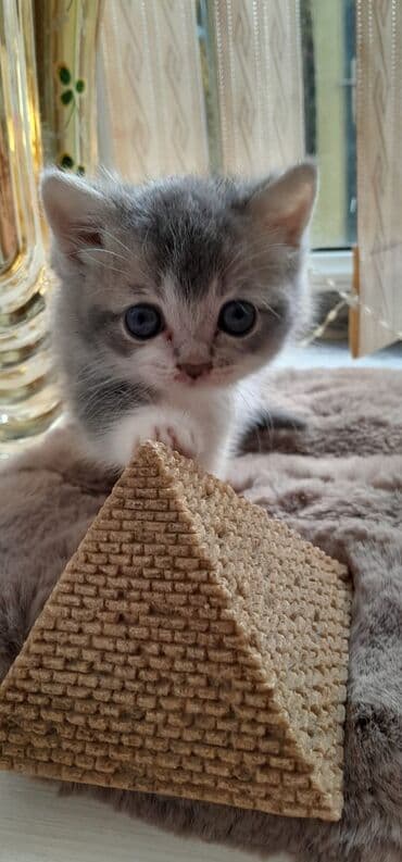 Akvariumlar: Şotland — 2