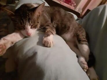 объявление о продаже собаки: Dişi, Yaxşı əllərə — 4