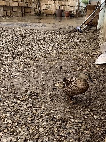 ordek bala: Salam aleykum 1 ədəd yaşılbaş çöl ördəyinin fərəsi satılır yumurtayır — 1