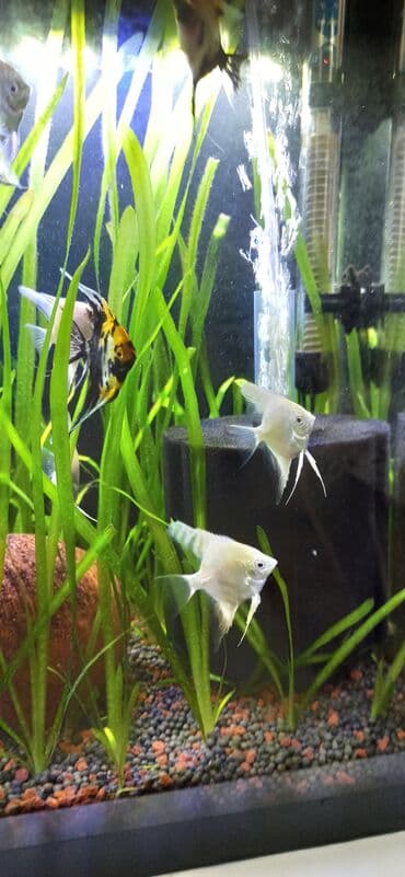 balıx: Mələk balığı (skalyari), Sülhsevər — 6