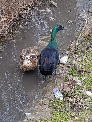it şekileri: Erkək, Damazlıq, Ödənişli çatdırılma — 3