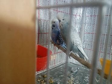 dekarativ quşlar: Damazlıq bala vermiş çex tutuquşuları satılır 2-3 dəfə bala almışam — 10