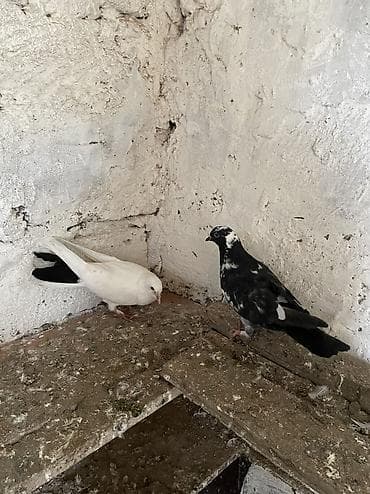 sahin qusu sekilleri: Ucan bala quşlar — 2