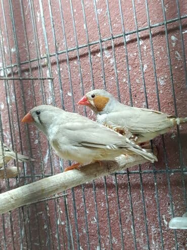 cennet qusu: Amadin quslari. 3 cut Narinci sine (OB) 1 cut - 40 manat saglam — 2