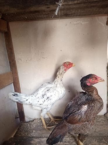 Toyuq cücələri, Damazlıq