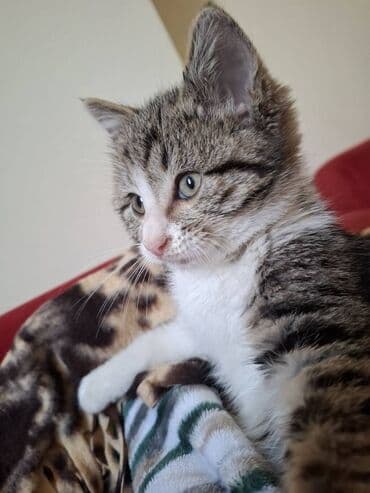 haski balası: Erkək, Dişi, Ünvandan götürmə — 4