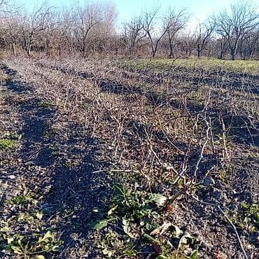 konbi satisi: 1 illik, sağlam və güclü kök sisteminə malik üzüm tingləri satılır — 2