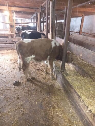 satiliq inekler: 1 erkək 1 dişi dana satılır. 8-9 aylıqdı — 3