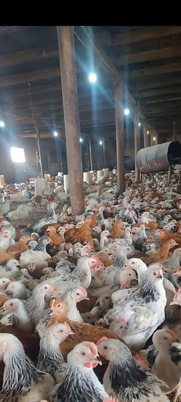 Другие с/х животные: Курица, Для разведения — 2