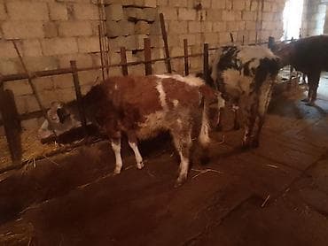 ətlik cucələr: Dana, buzov, Dişi, Simental, ay: 4, 50 kq, Ətlik, Ünvandan götürmə — 1