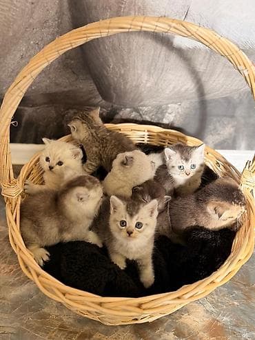 pişiy qumu: Britan — 3