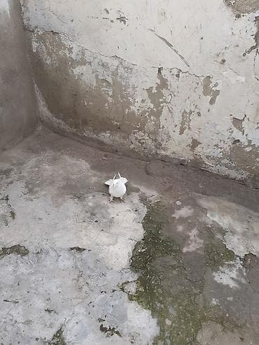 it yemi satisi: 7dene gusdur biri 3 azn cilde var — 5