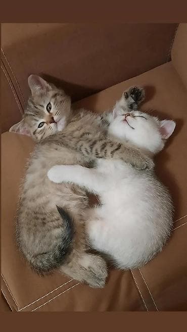 Britan lalafo.az -da Britan