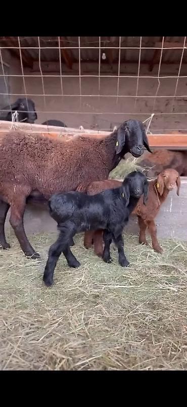 qoyun sekili: Qoyun və quzu dəsti - Ana qoyun: yerli ətlik-tip (qara başlı — 3