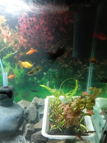 quzu qiymətləri: Sülhsevər — 4