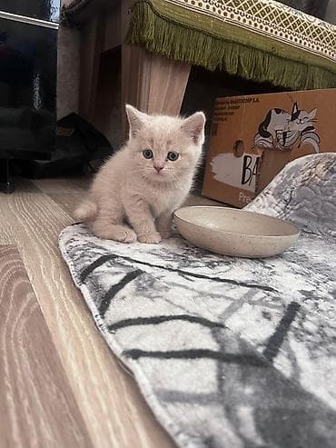 sort pişik: Balaca krem rəngli pişik balası - Yumuşaq krem-bej rəngli, qısa və — 1