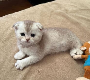 şotlan pişik: Şotland yastı qulaq, Erkək, Dişi, Yaxşı əllərə, Ünvandan götürmə, Pulsuz çatdırılma, Ödənişli çatdırılma — 131