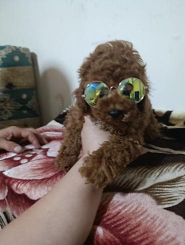xasqi itler: Pudel, 2 ay, Erkek, Peyvəndli, Ödənişli çatdırılma — 6