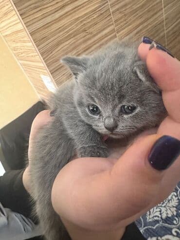 pişik cinsləri: Şinşilla — 2