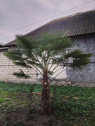 Gozel bezekli Palma agaclari