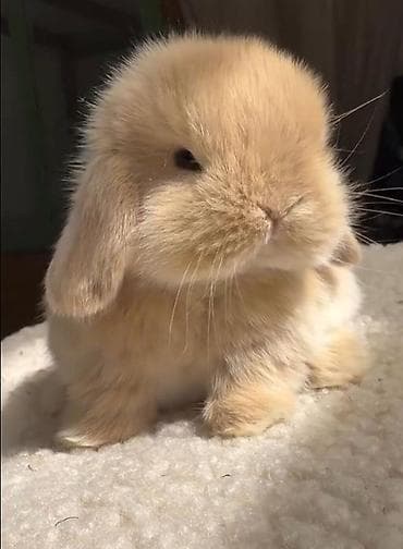 🐇 Holland Minilop – karlik Cins Balaca Dovşanlar Satılır! 💯 Keyfiyyət