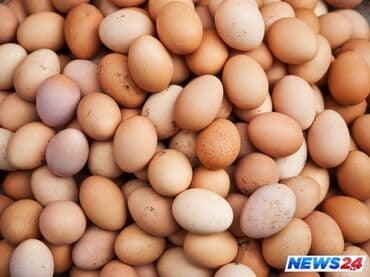 Təbii Kənd Toyuq Yumurtası (BİLƏSUVAR).Hal hazirda 500 ədəd