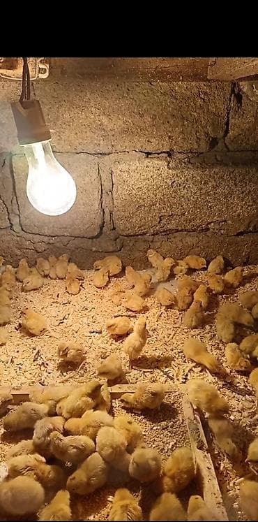 bakida it barinagi: Toyuq cücələri, Ətlik — 4