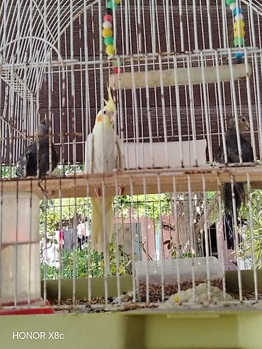 feniks quşu: Nimfalara (Cockatiel) aid quşlar - Növ: Nimfa (Cockatiel), daraqlı — 9