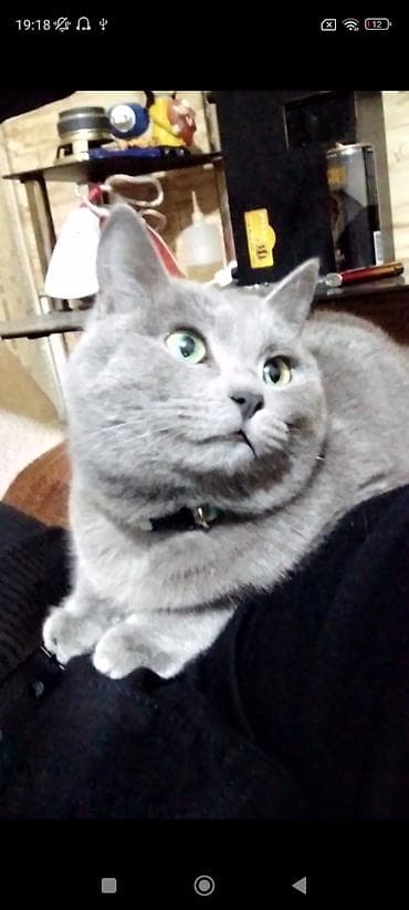 ucuz pisik satisi: Rus mavi — 1