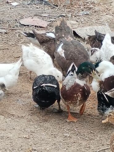 ruan ordək: Ruan sortu ordekler. Kubanda var. - Şəkillərdə müxtəlif rəng və — 1