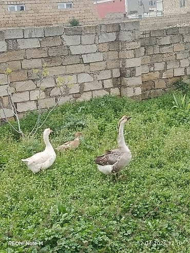 qazlar: Erkək, Damazlıq, Ünvandan götürmə — 2