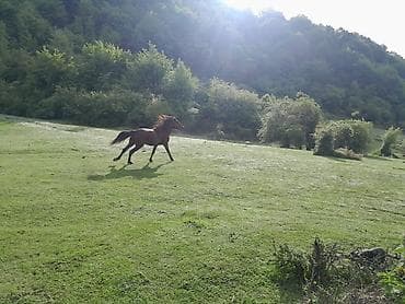 Safqanlı at – çevik və güclü - Rəng: tünd qəhvəyi (dorğu). - Bədən