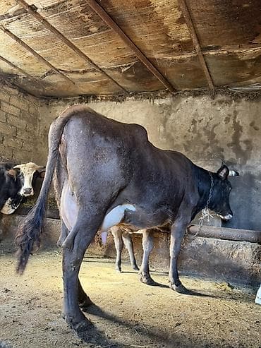 inek fermasi: 16 litir süd verir. 2 qarına düyədi 10 gündü dogub balası erkəydi — 1