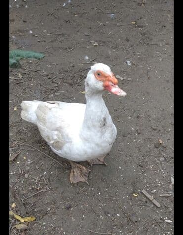 Heyvanlar üçün mallar: Dişi, | Lal ördək, Ətlik, Ünvandan götürmə — 2