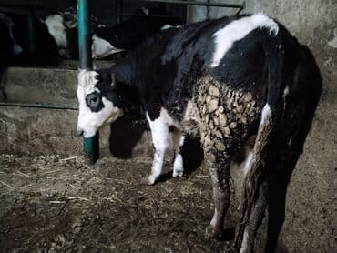 Dana, buzov: Dana, buzov, Dişi, ay: 1, Damazlıq — 3