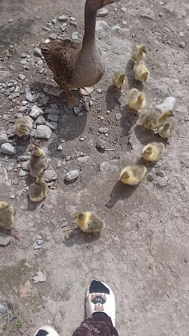 ətlik inək cinsləri: Qaz balaları ana+ata+11bala balaları ana və ata qaz satılır kom 200 — 2