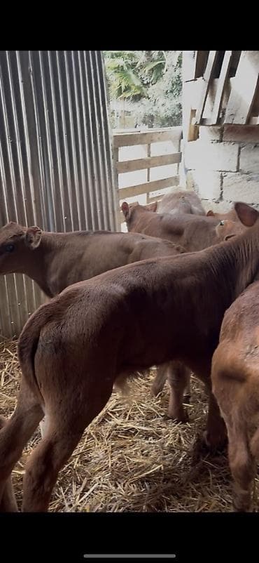 cins ineklerin satisi 2019: Satışda: dana balaları - Növ: yerli cins ətlik/südlük istiqamətə — 8