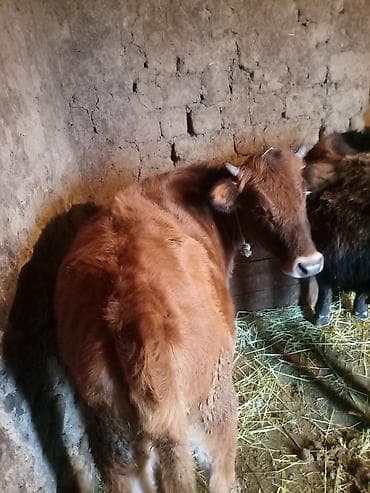 Damazlıq düyə. Tam sağlam heyvandı. 12 lt süd verən inəyin balasıdı lalafo.az -da Damazlıq düyə. Tam sağlam heyvandı. 12 lt süd verən inəyin balasıdı