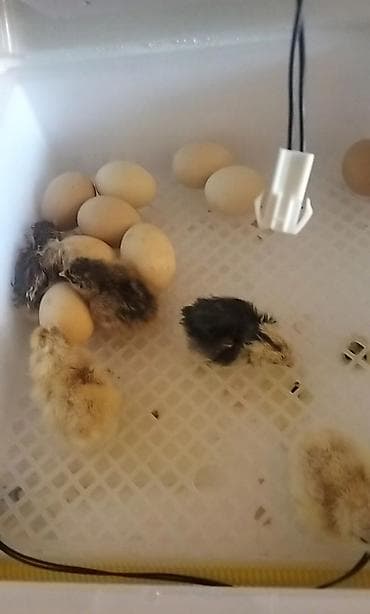 Yuvalar: Satilir 1 defe istfade etmişem ciximin şekilide var Qiymeti 120m sondu — 7