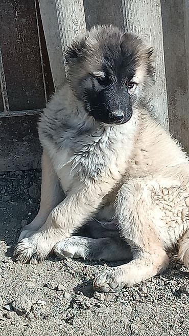 kanqal dişi: Kanqal — 10