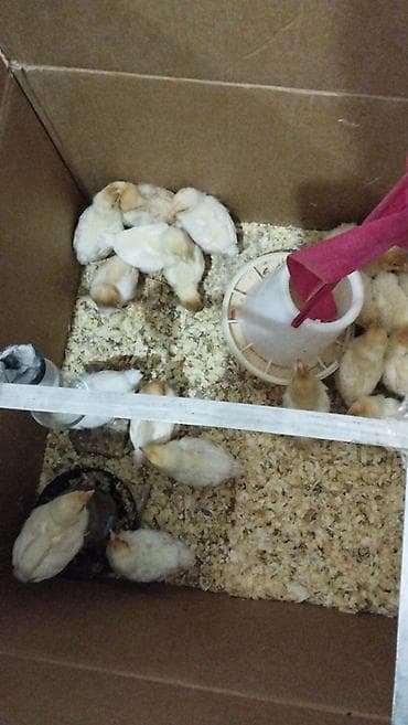 Digər heyvanlar: Lohman braun 3 gunluk 2.7 qepiy,,9 gunluk 3manat — 5