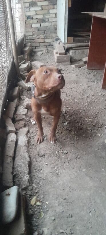 pişik ağ: Pitbul, 6 ay, Erkek, Ünvandan götürmə — 4