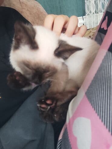 pişiklər: Siam, Dişi, Ünvandan götürmə — 8