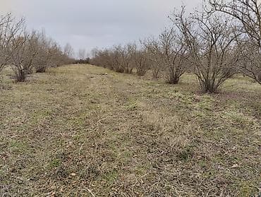 memar ecemide ev alqi satqisi: Kənd təsərrüfatı — 2