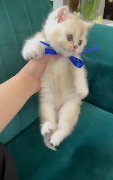 afcarka balası: Şotland, Pulsuz çatdırılma — 3